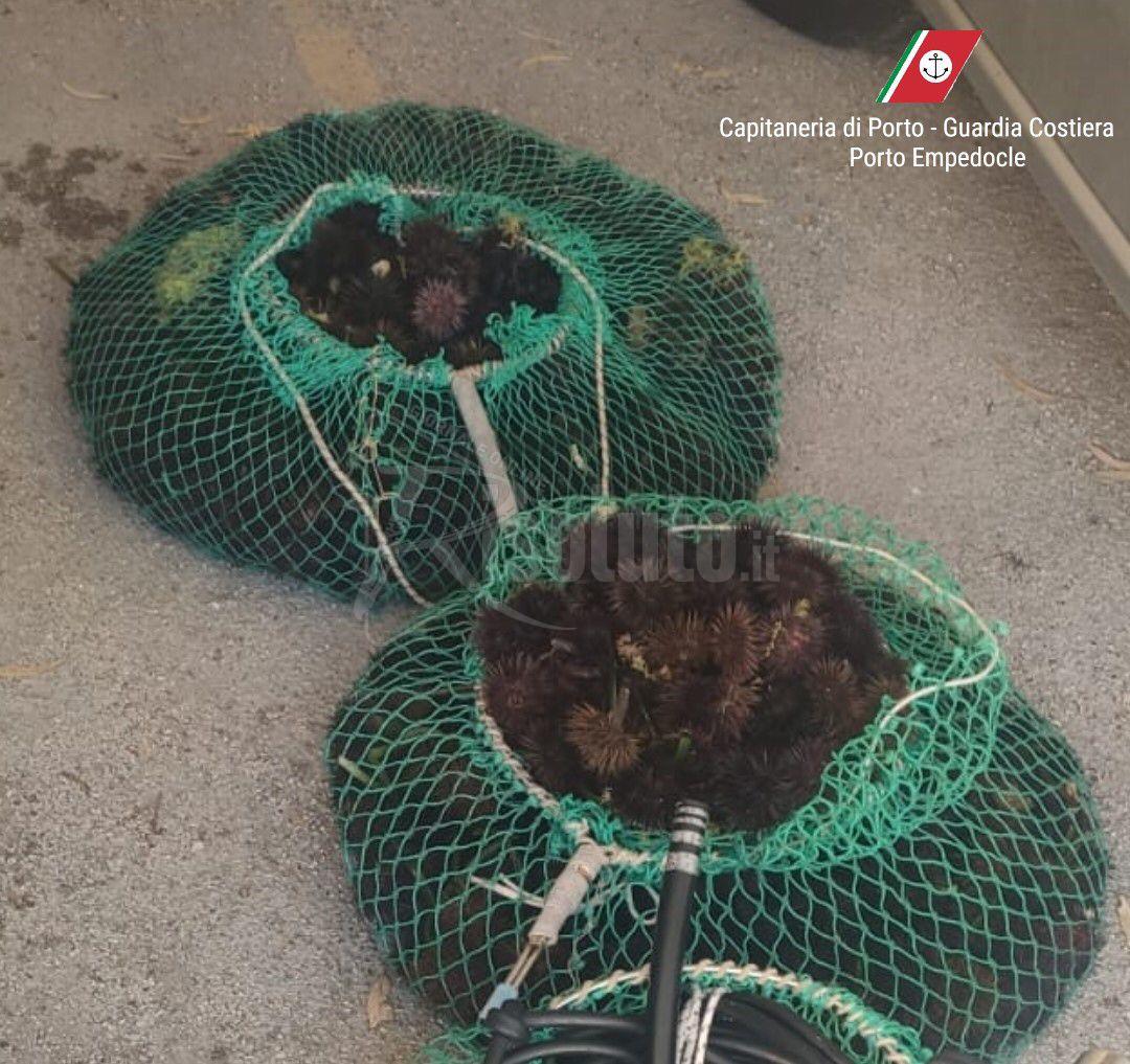Sequestrati 1500 ricci a Ribera, sanzioni per 4 mila euro