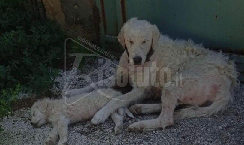 Abbandonati mamma e cuccioli, salvati in extremis da Ohana