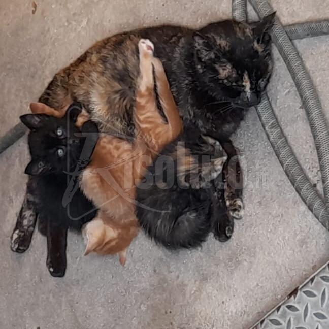 Avvelenati 5 gatti e un cane a Menfi, la denuncia di Ohana