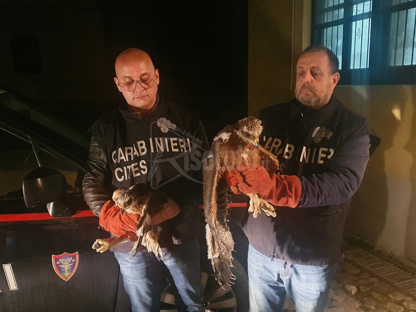 Deteneva specie di aquile tutelate in una struttura fatiscente