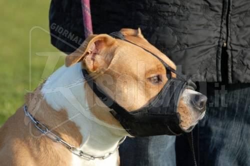 Il pitbull di famiglia si scaglia con un bimbo di tre anni, paura a Scicli
