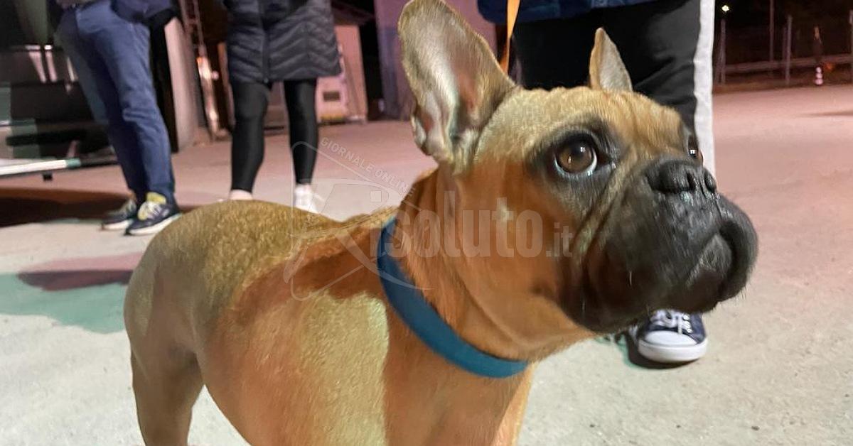 Il bouledogue “Shanya” accolta a Montevago (Video)