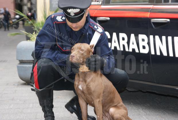 Combattimento fra cani e scommesse clandestine a Canicattì, 25 persone denunciate