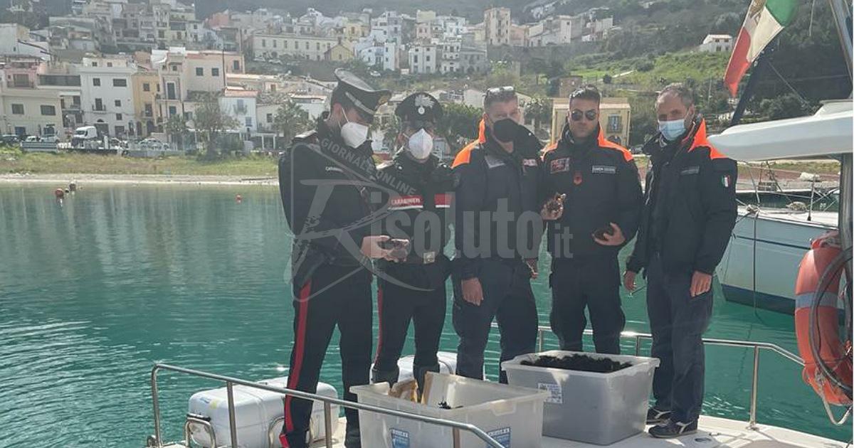 Mille ricci di mare pescati illegalmente, sanzioni per sei mila euro