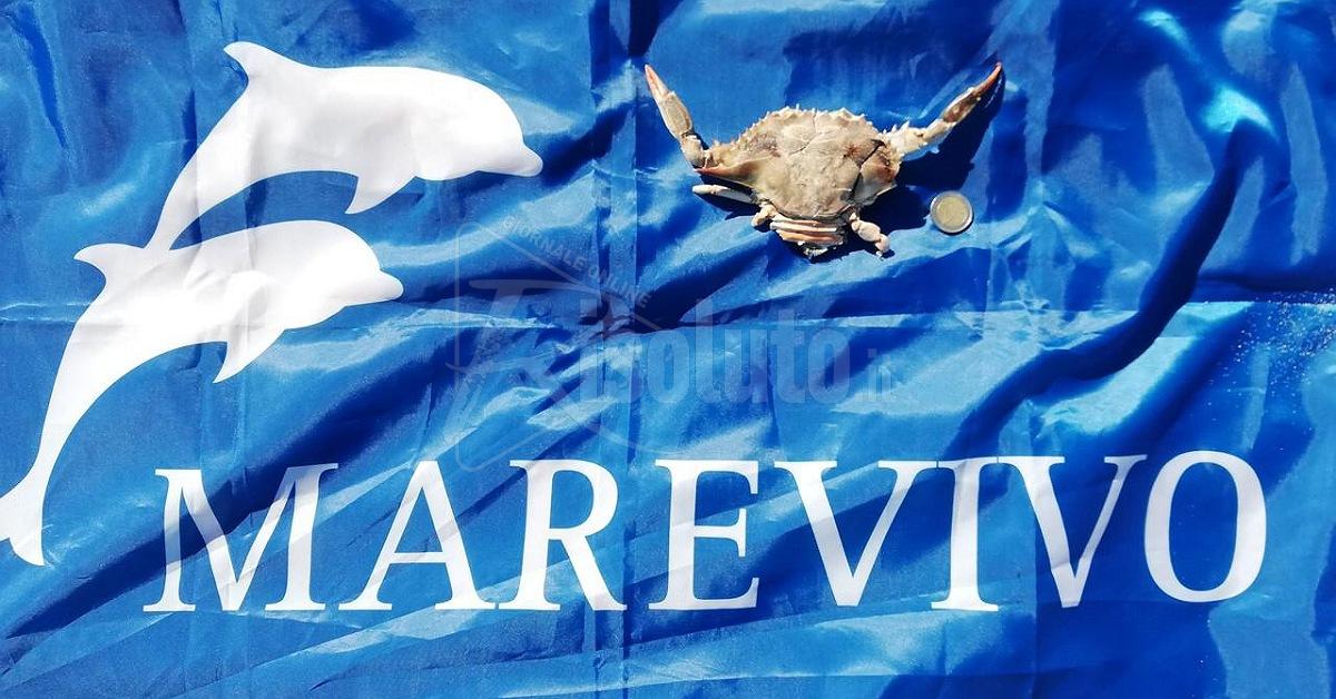 I resti di un granchio blu rinvenuti da Marevivo allo Stazzone