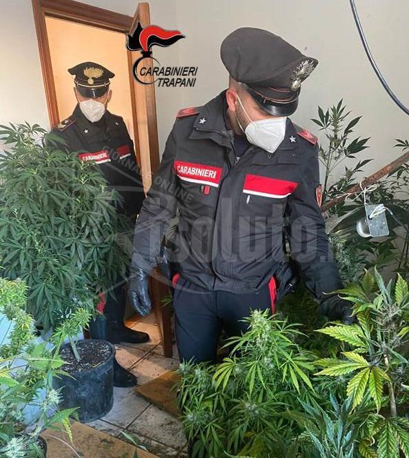 Serra con 37 piante di cannabis nell'appartamento di un quarantenne marsalese, oltre 400 grammi di marijuana in casa