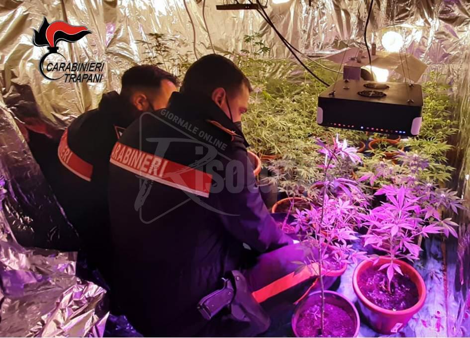 Piantagione di canapa, arrestate due persone a Marsala