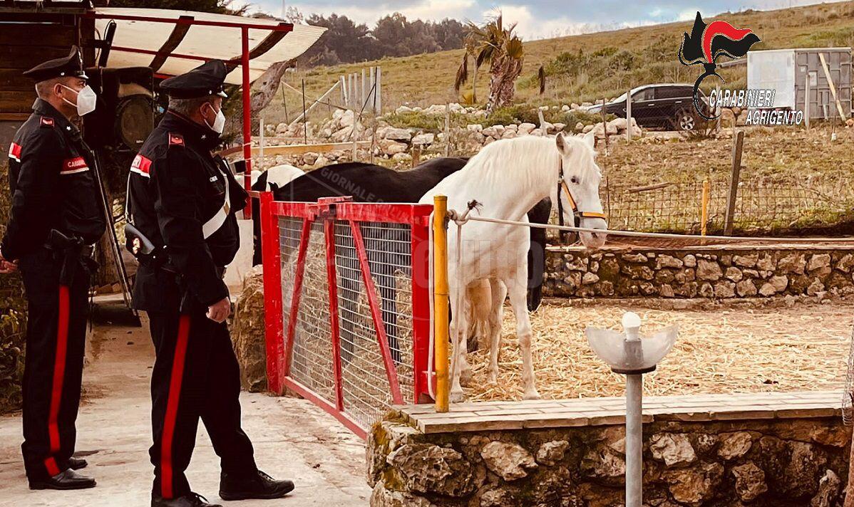 Sequestrato un centro ippico a Canicattì, rifiuti speciali e violazioni sugli animali