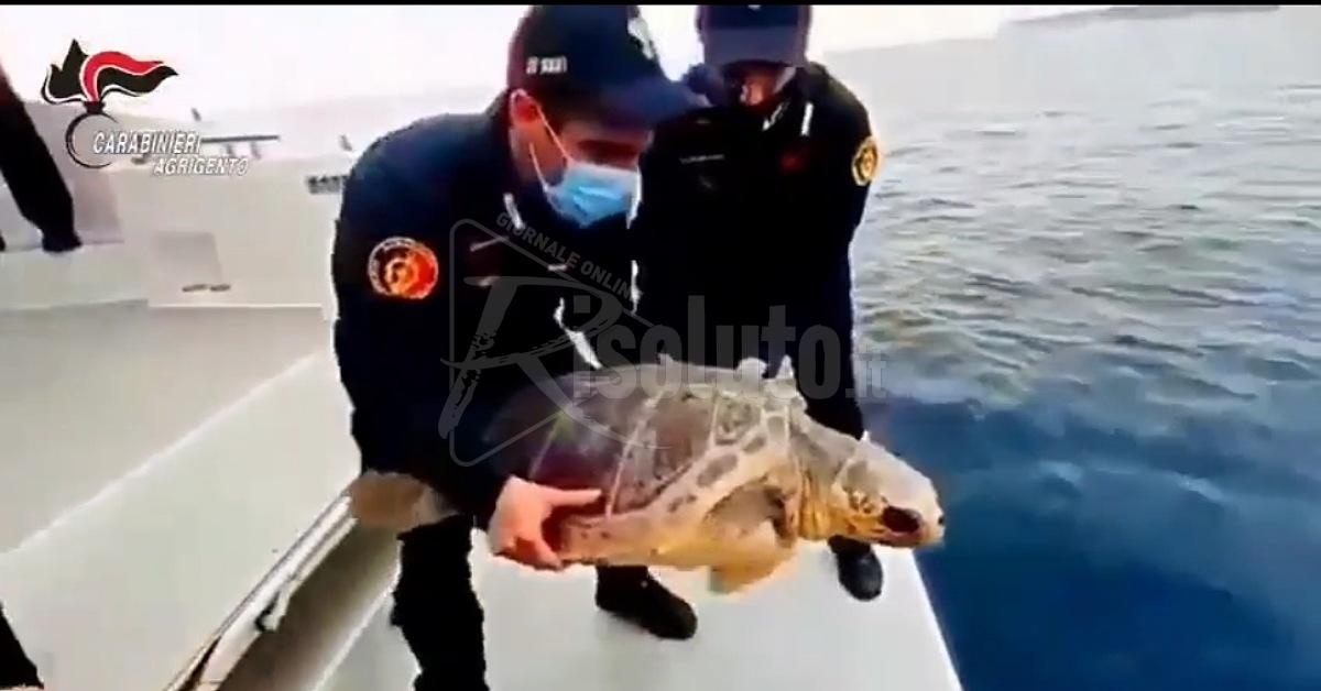 Lampedusa, i carabinieri liberano in mare la tartaruga "Fiamma" (Video)