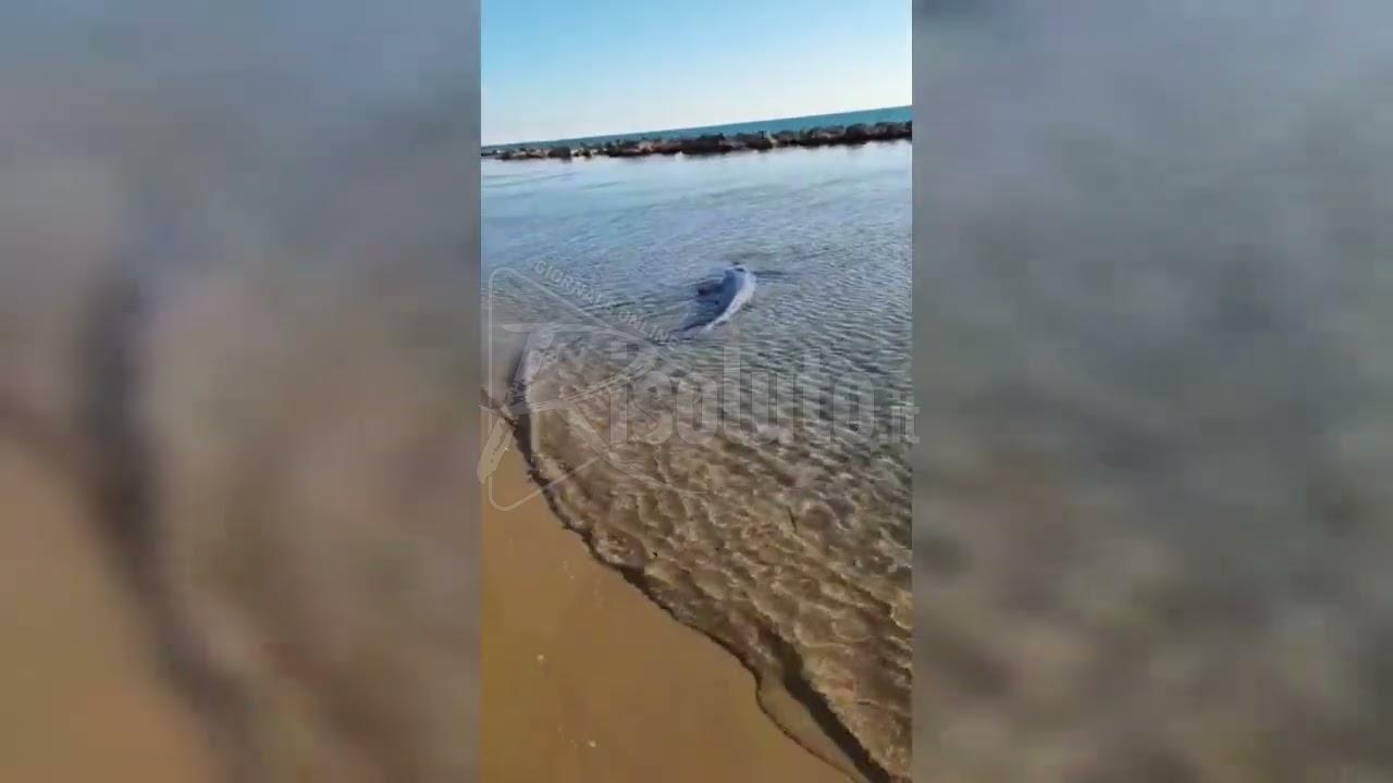 Uno squalo in difficoltà partorisce sulla spiaggia di San Giorgio a Sciacca, in soccorso quattro donne (Video)