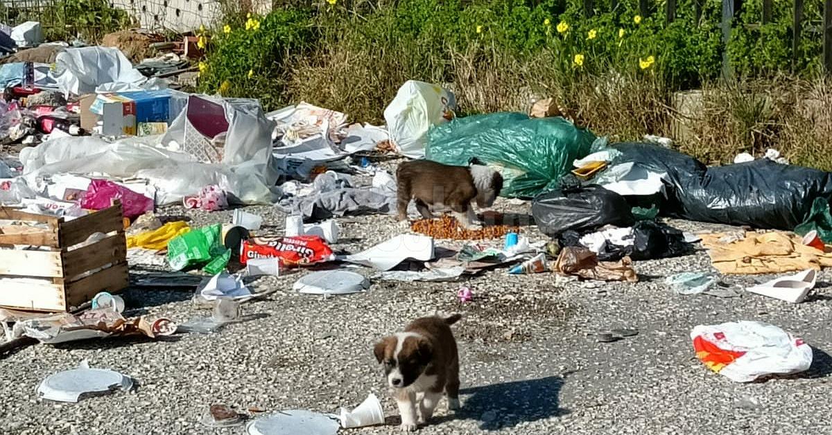 L'associazione Balzoo salva nove cuccioli abbandonati tra i rifiuti nella contrada Santa Maria a Sciacca (Gallery)