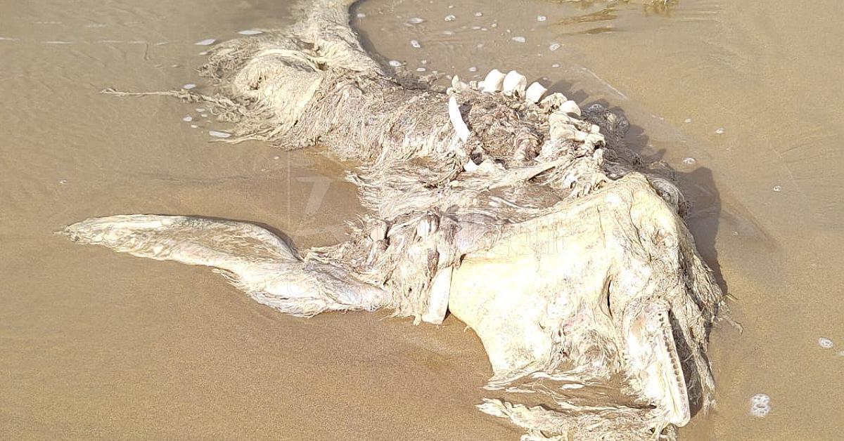 Un delfino arenato sulla spiaggia di San Giorgio a Sciacca