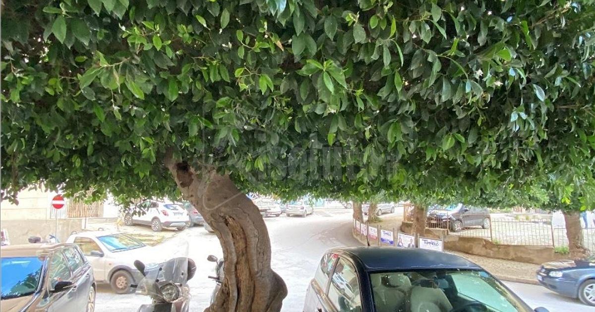 Abbattutti e rimossi quattro alberi del centro storico di Sciacca per problemi di sicurezza