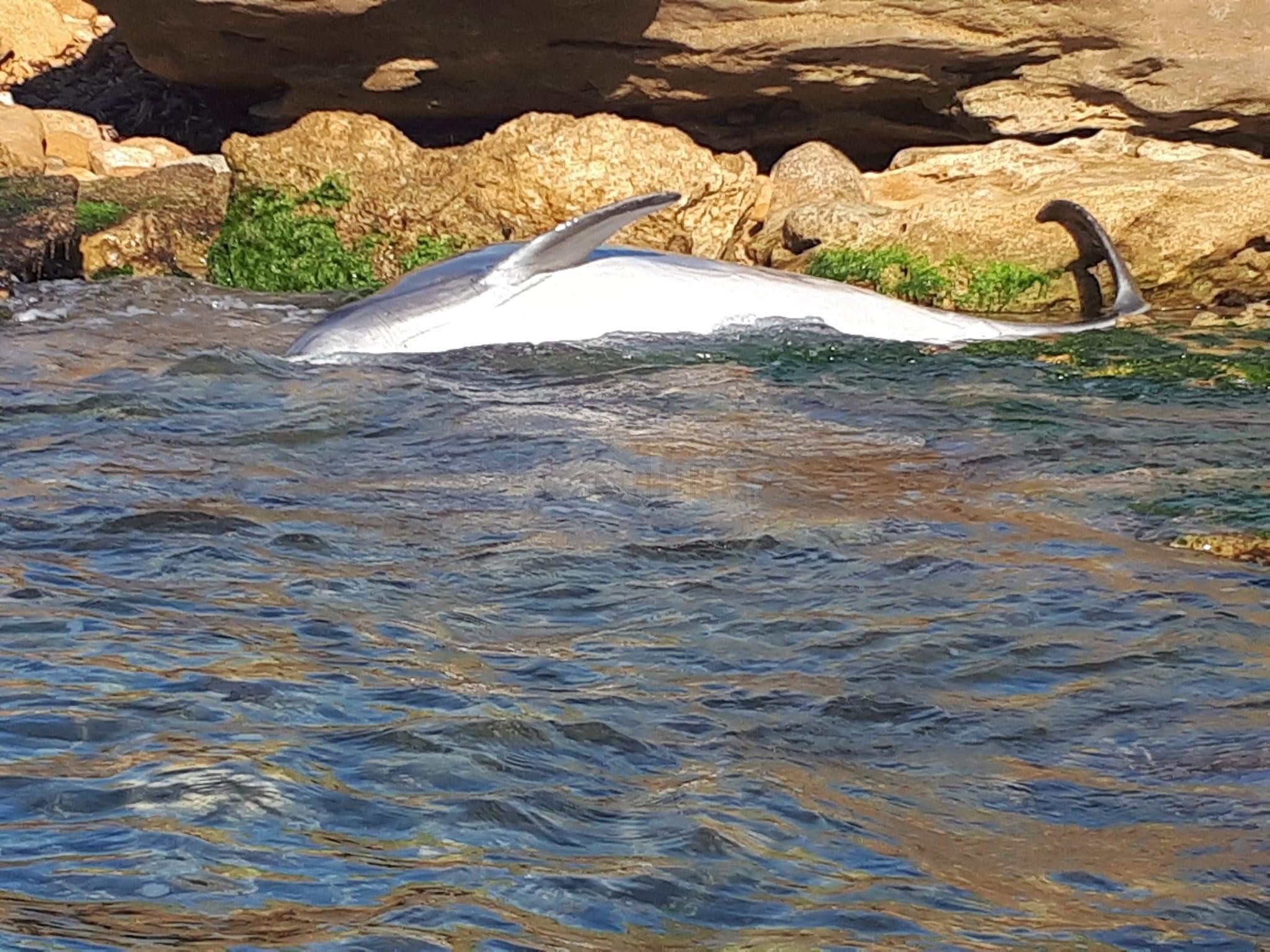 Un delfino morto tra la Foggia e Arenella, avvistato da due canottieri