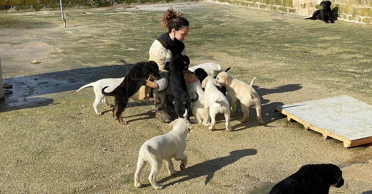 Grazie al rifugio Oasi Ohana di Santa Margherita Belice nel 2021 adottati 139 cani