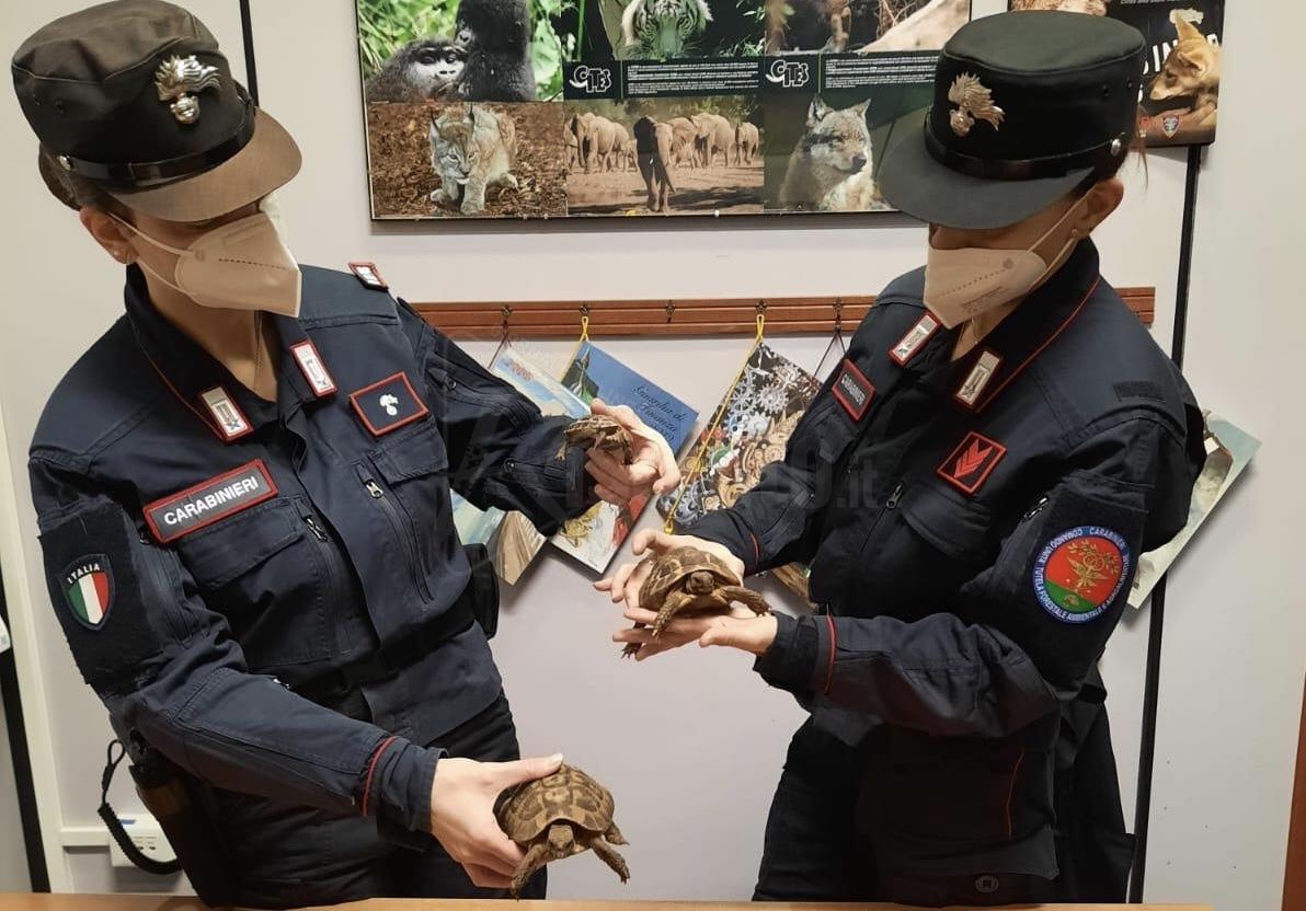 Traffico di animali in via d’estinzione, i carabinieri forestali denunciano 23 persone