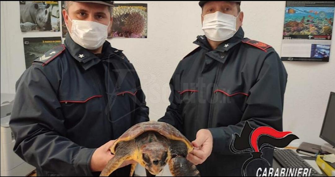 Due esemplari di Caretta caretta ferite messe in salvo dai carabinieri