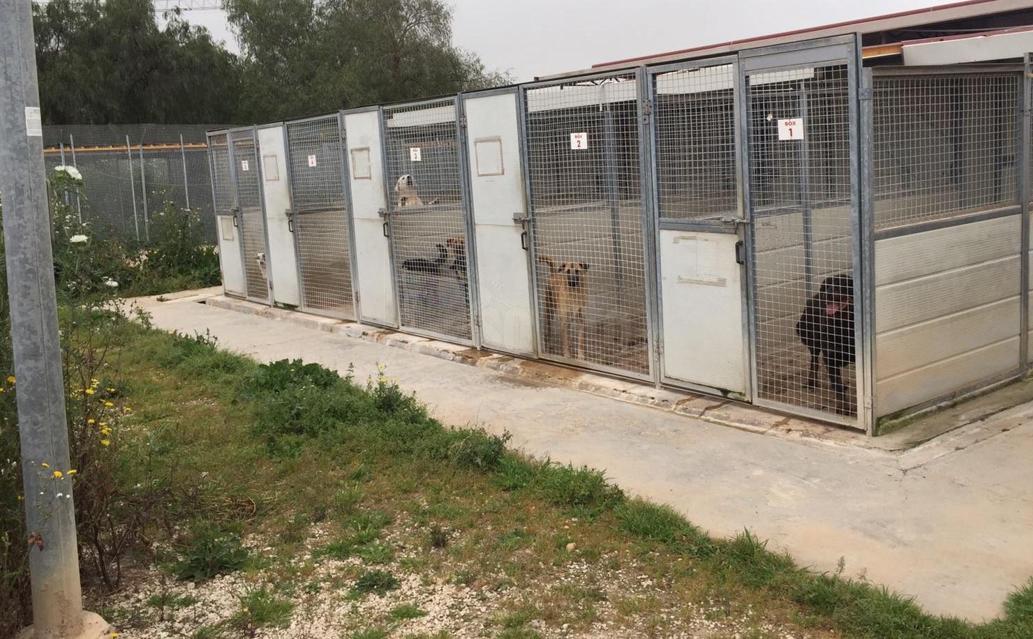 Arrivano 500 mila euro per i lavori al canile di Castelvetrano e ci sarà una riduzione dei costi per il comune