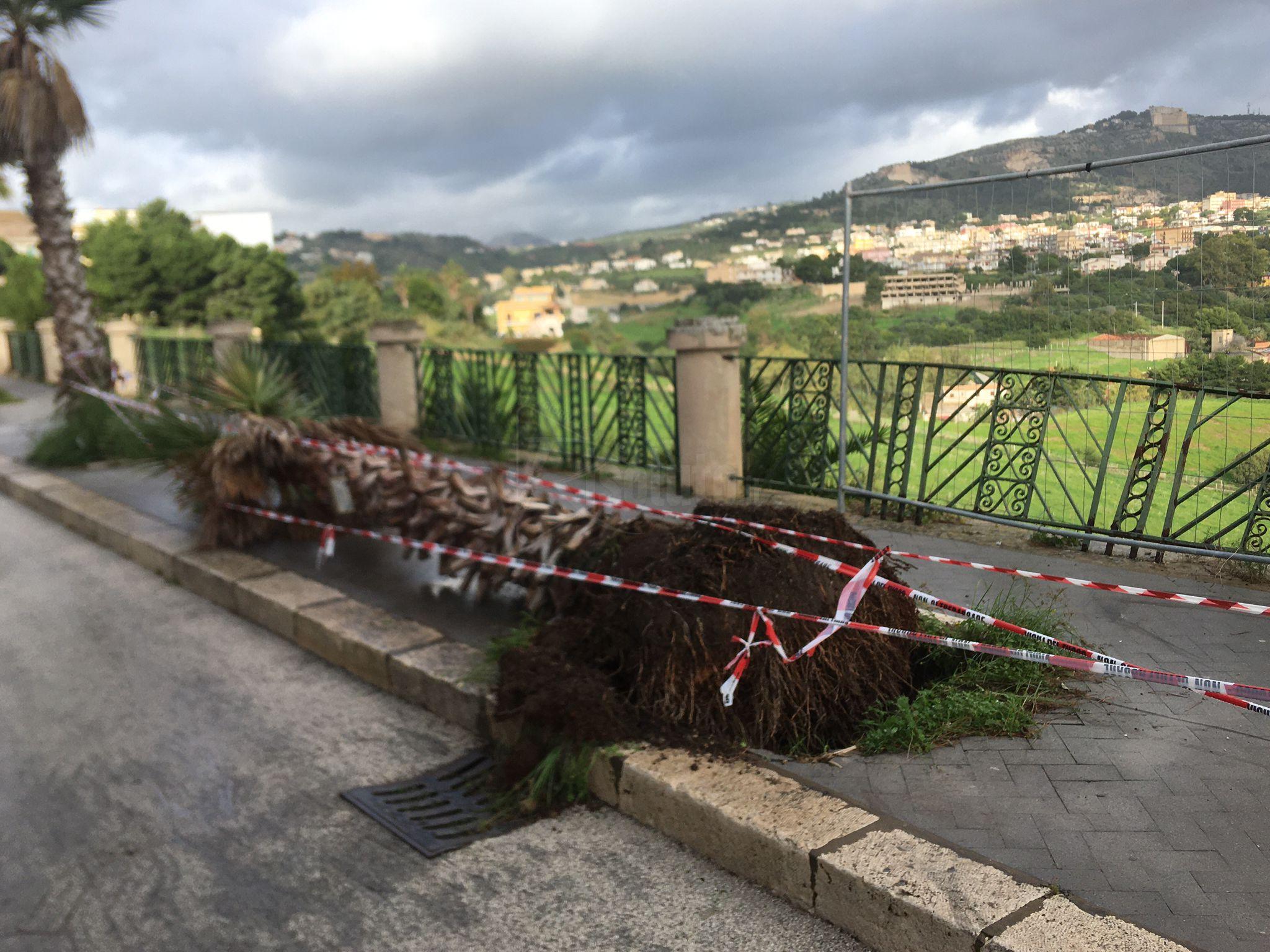 Palma abbattuta da un'auto nella notte al viale delle Terme, verifiche per individuare l'autore