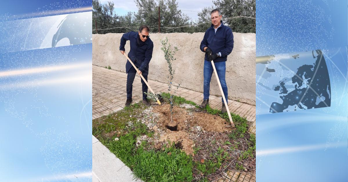 Ricollocati a Menfi i tre alberi di ulivo rubati ieri