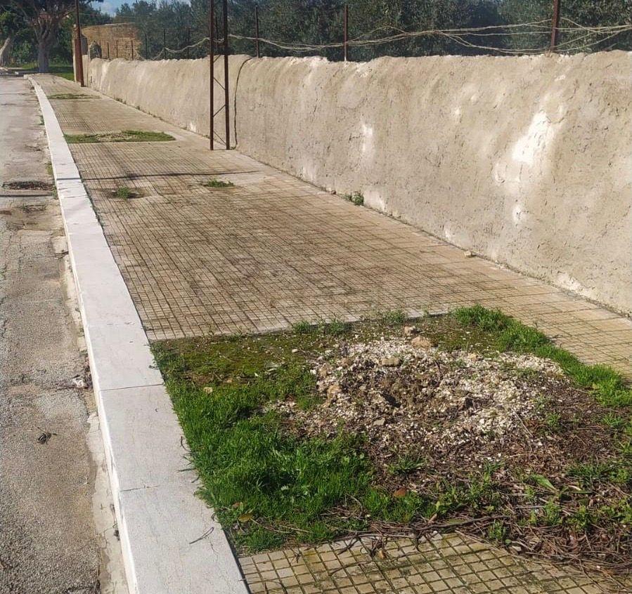 Rubate tre piante dal viale del cimitero di Menfi, Viviani: “Gesto da imbecille, domani ne arriveranno altre”