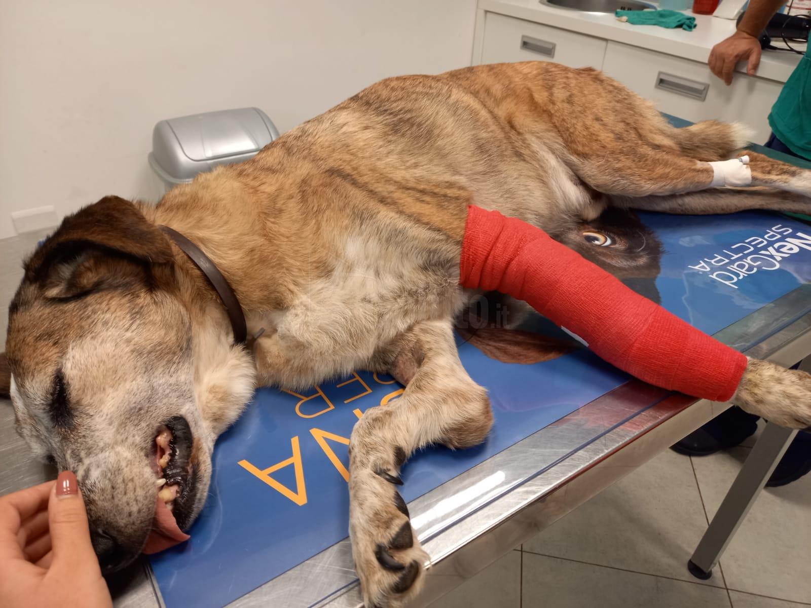 Cane investito da un’auto a Montevago, il Comune paga le spese per l’operazione e plaudono gli animalisti