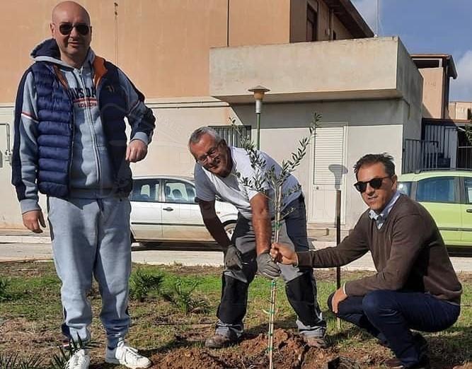 Alberi donati al Comune per abbellire i quartieri di Menfi