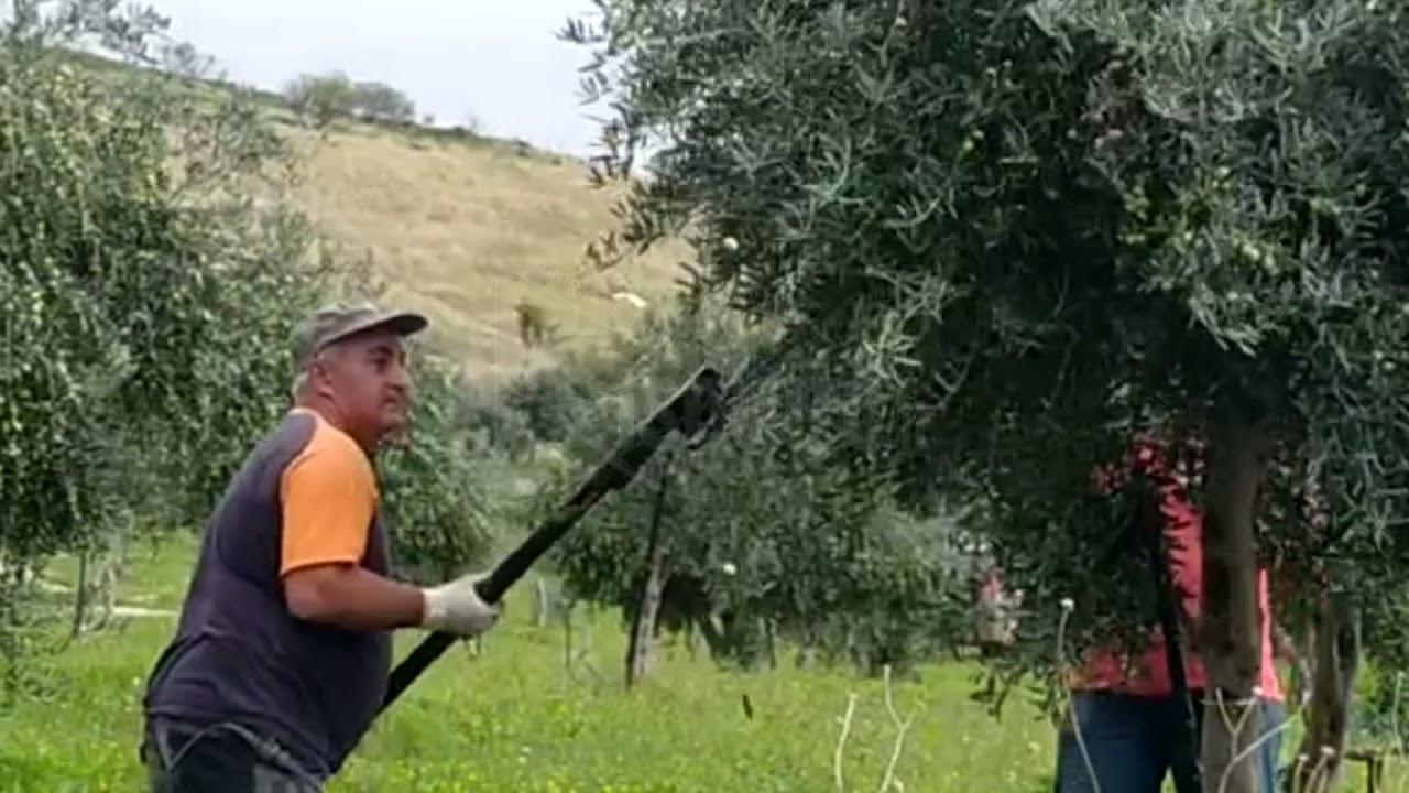 Uliveto danneggiato a Sciacca, Colletti non molla: “Vado avanti e respingo la cultura mafiosa” (Intervista)