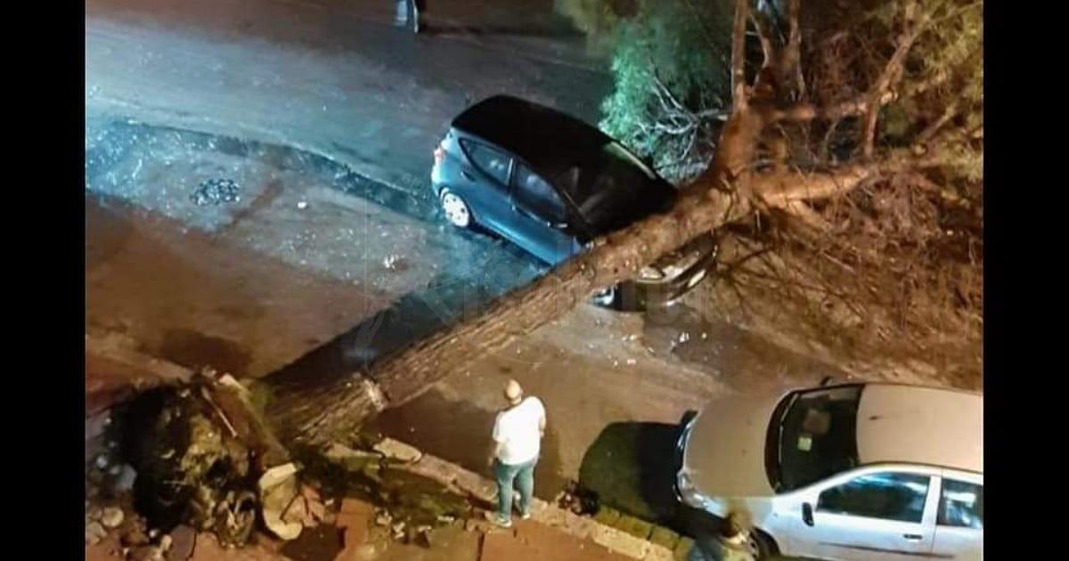 Crolla albero su una vettura a Favara, tragedia sfiorata