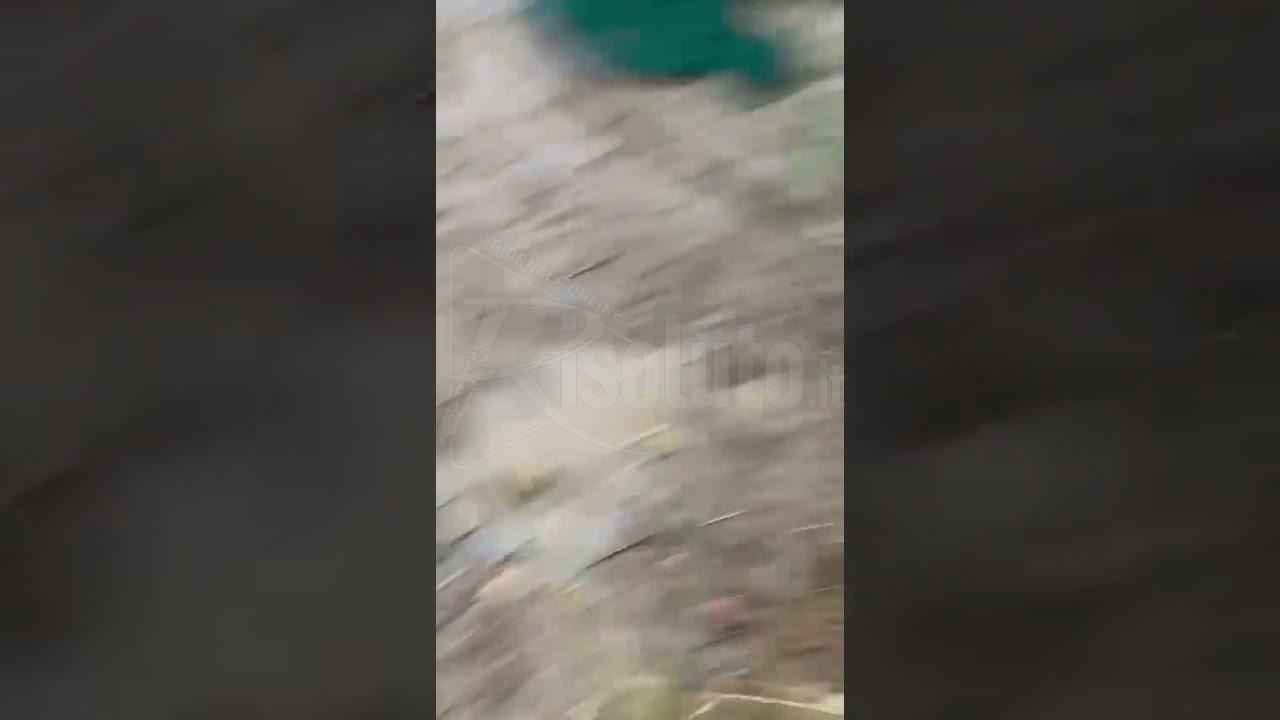 Striscia La Notizia sceglie ancora un cucciolo dell'oasi Ohana