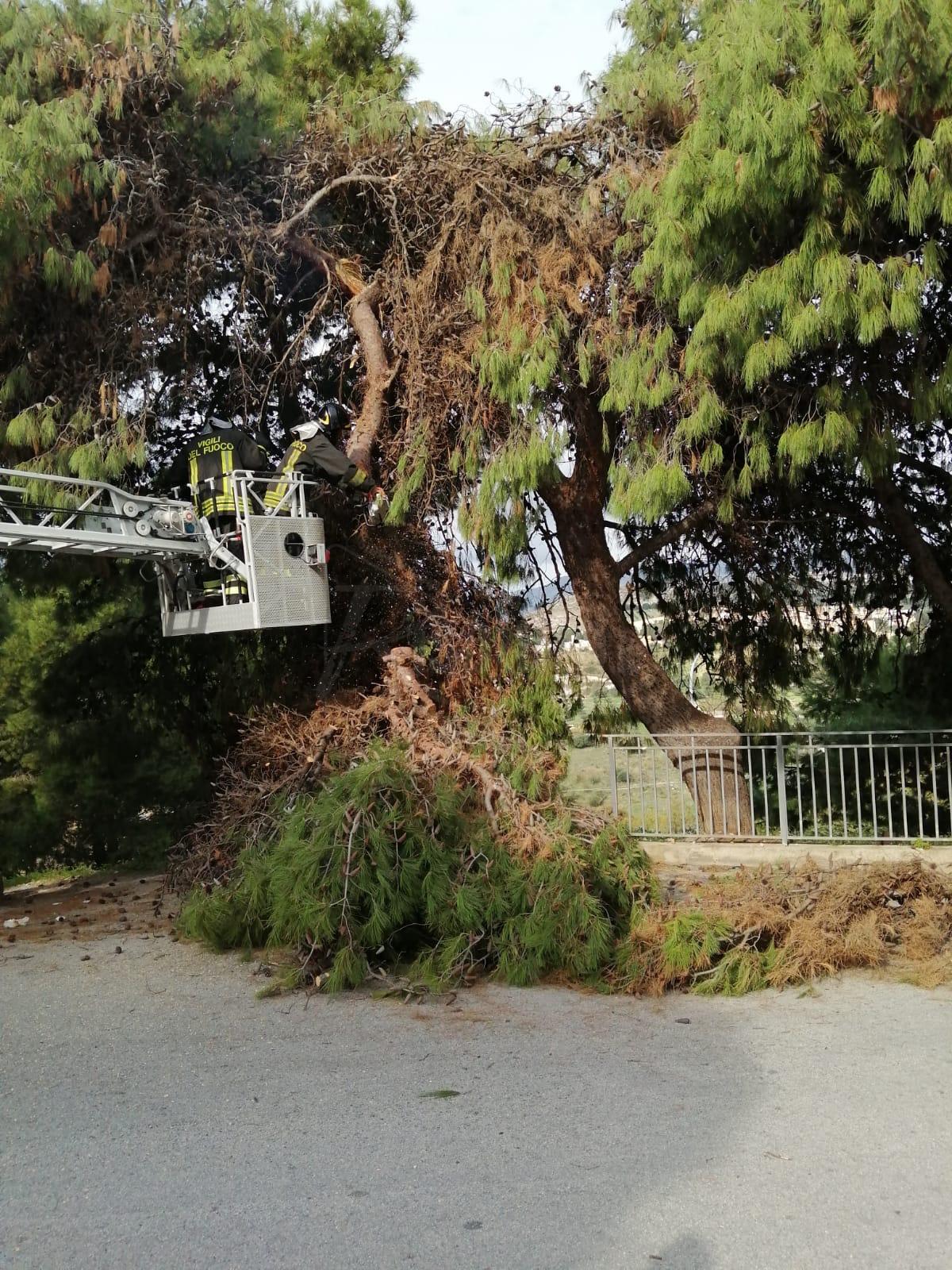In piazza Macello a Sciacca per eliminare il pericolo dell’albero che minacciava di cadere arrivano i vigili del fuoco