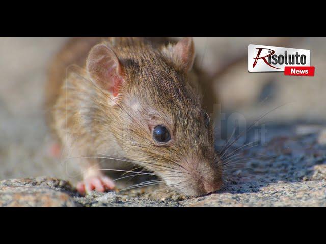 Ratti a San Michele a Sciacca, cittadini esasperati (Video)