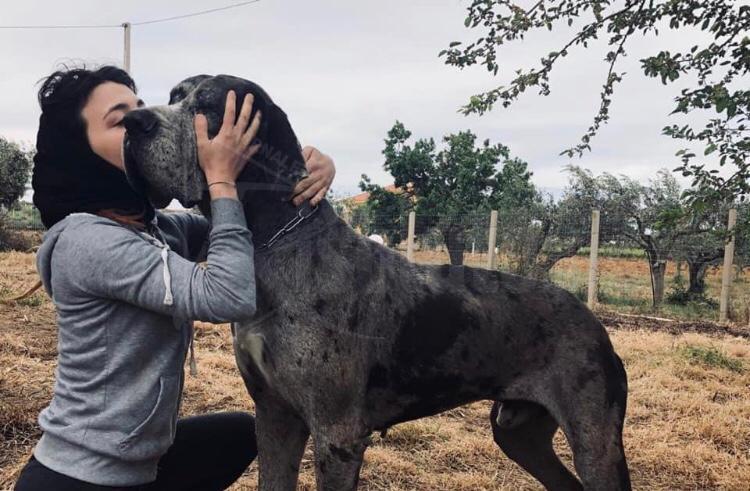 Francesca Orsini lancia un crowdfunding per supportare il suo rifugio per cani abbandonati a Menfi