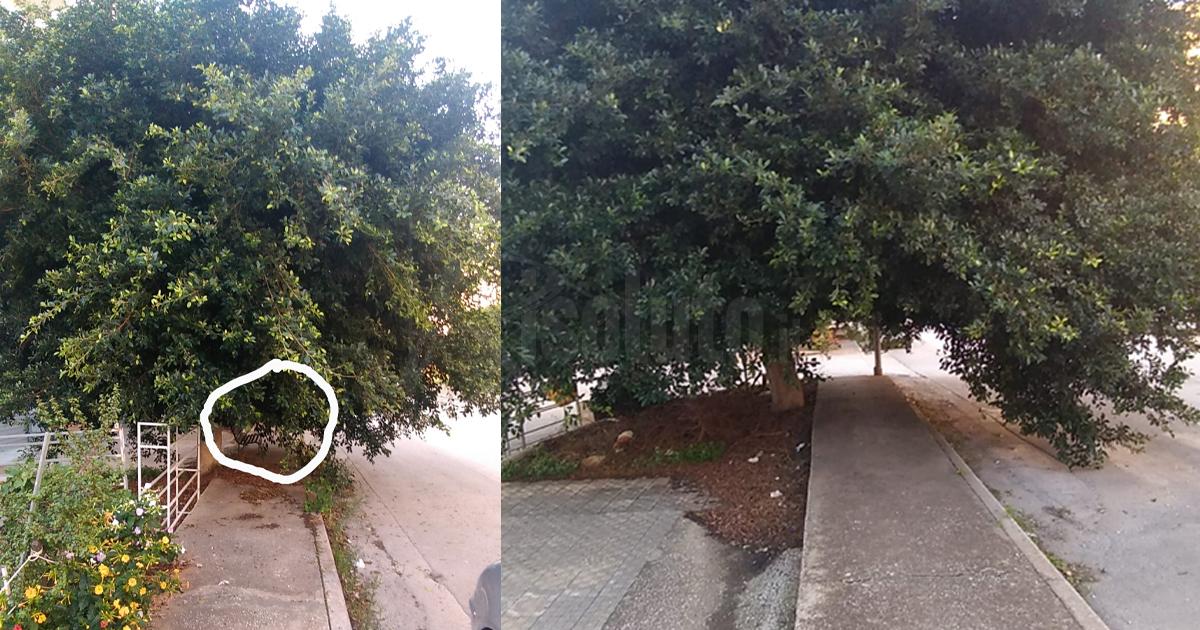 Comune di Sciacca in ritardo sulla potatura degli alberi, alla Perriera impossibile sedersi sulle panchine