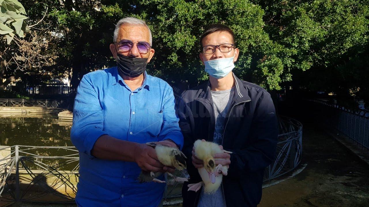 Un saccense ed un cinese salvano 12 anatre alla villa comunale di Sciacca (Intervista)
