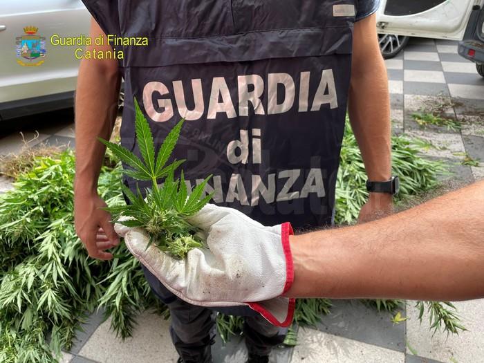 Sequestrata dalla Guardia di Finanza piantagione con mille piante di canapa indiana