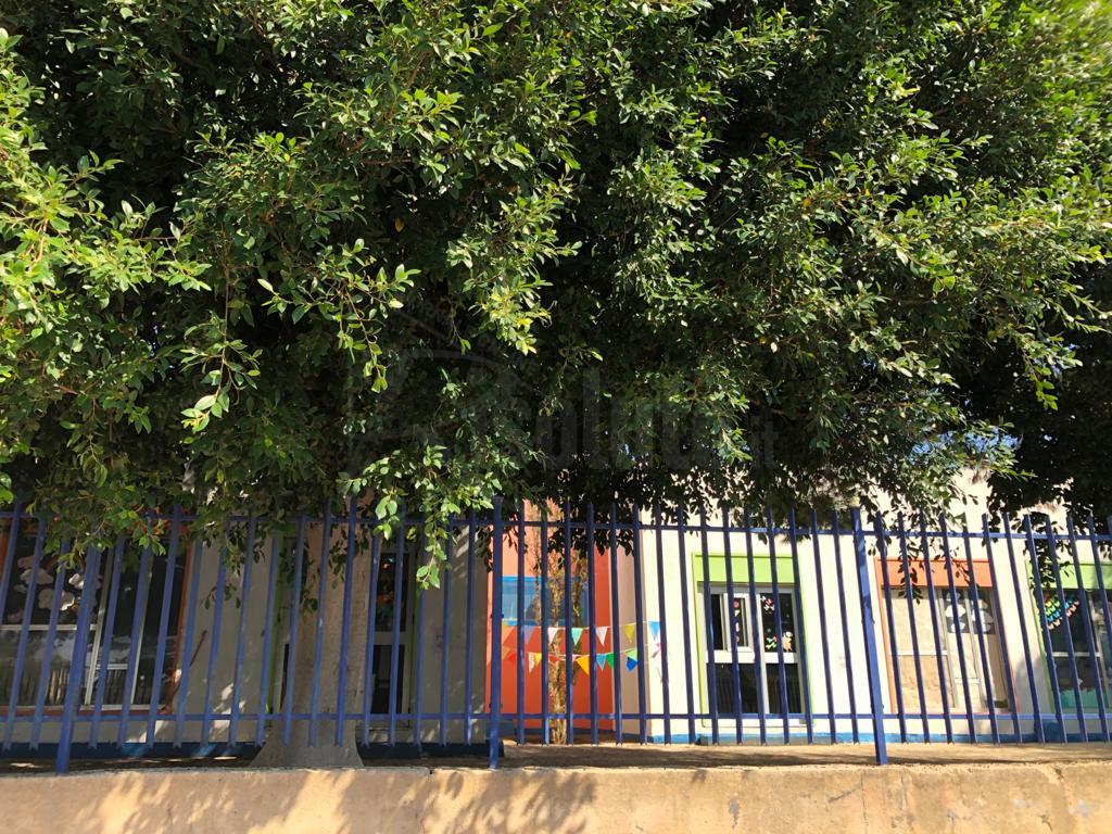 Il Comune non ha i soldi per potare gli alberi dell'asilo del plesso Perriera, genitori finanziano l'intervento