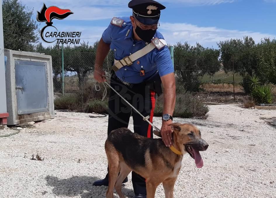 Cane maltrattato, la Procura di Sciacca lo affida a un rifugio sanitario e denuncia la proprietaria