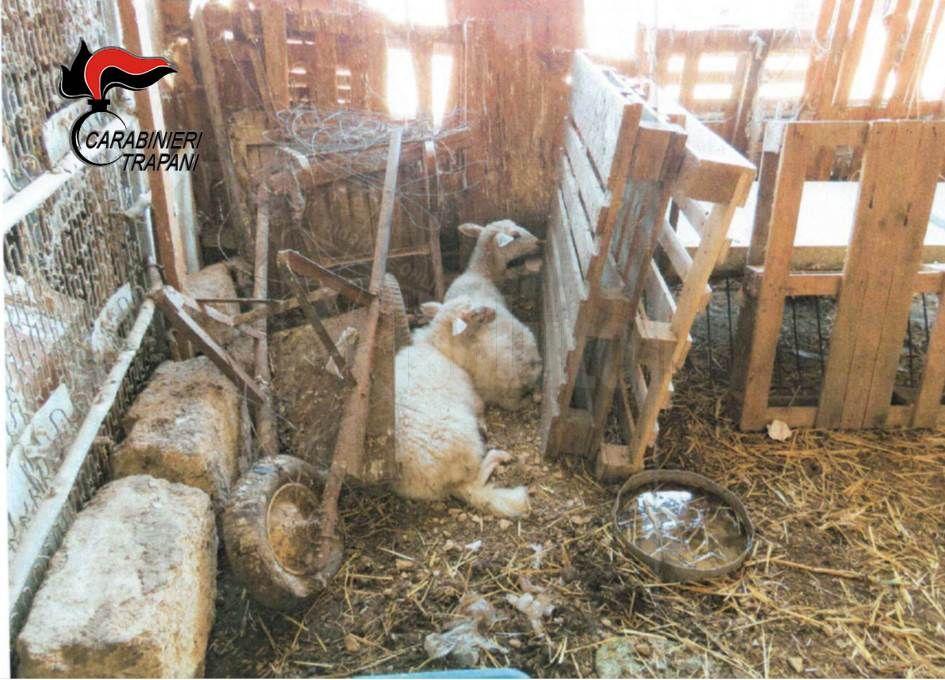 Maltrattamento di equini, ovini, papere e coniglio: denunciato dai carabinieri