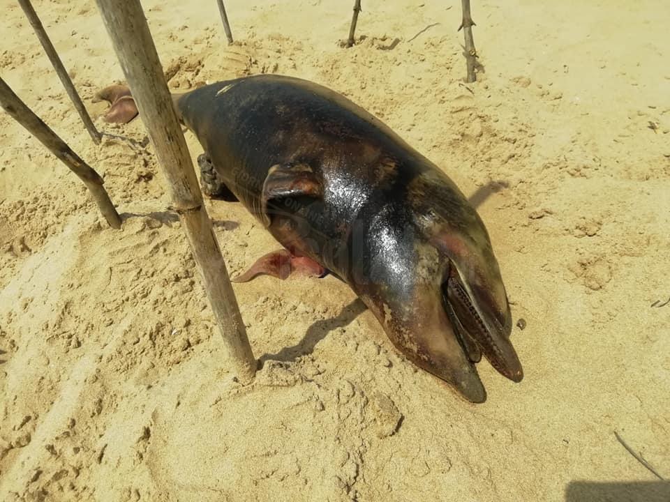 Si spiaggia a Lido Fiori di Menfi un piccolo di delfino, carcassa in avanzato stato di decomposizione