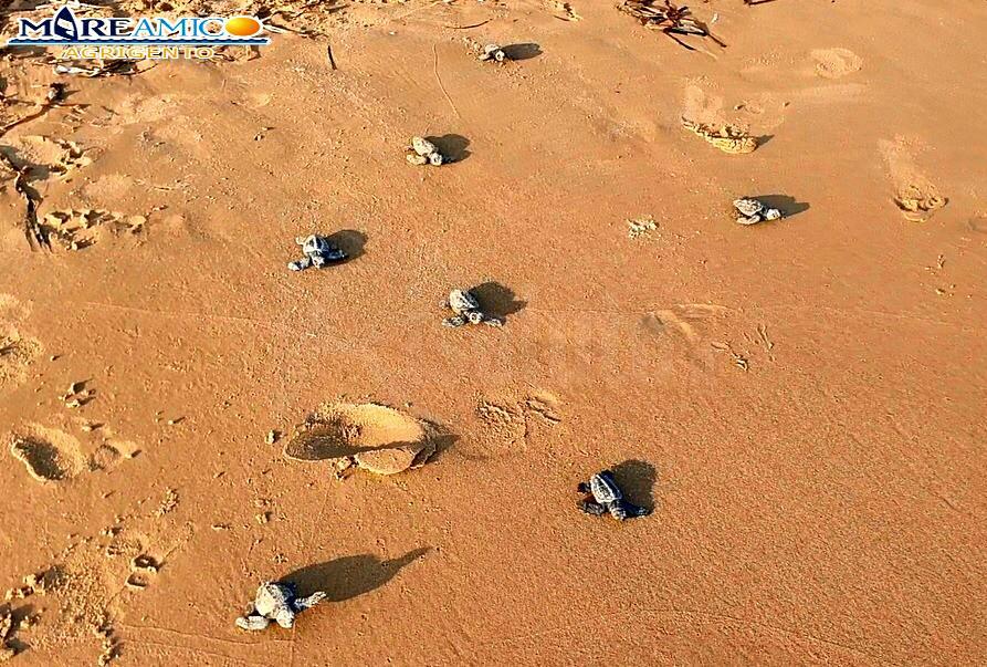 Schiusa straordinaria di 74 uova di tartarughe a Scala dei Turchi