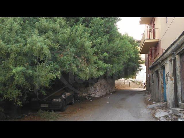 Verde pubblico a Sciacca, gli alberi restano non potati (Video)