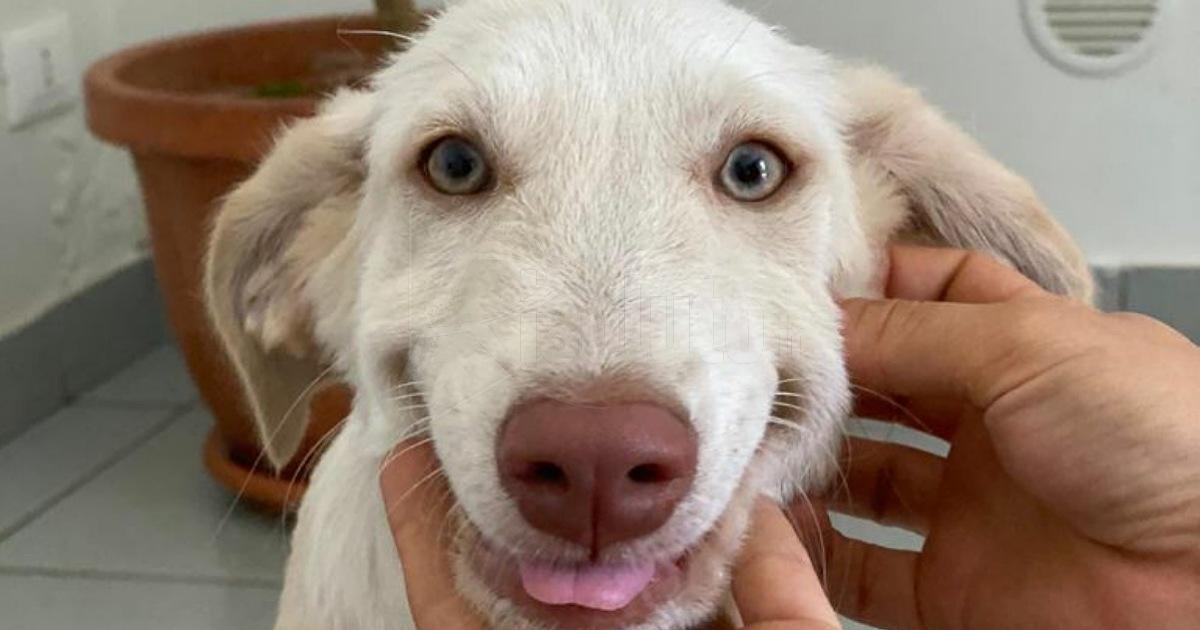 Hola, la cagnolina lanciata da un'auto a Menfi e resa cieca, è stata adottata insieme alla sua amica gattina (Video)