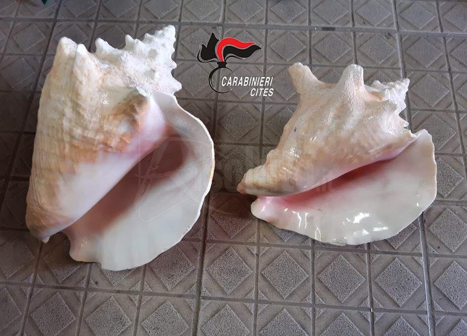 Sequestrati nove chili di corallo e due rare conchiglie ad un venditore ambulante