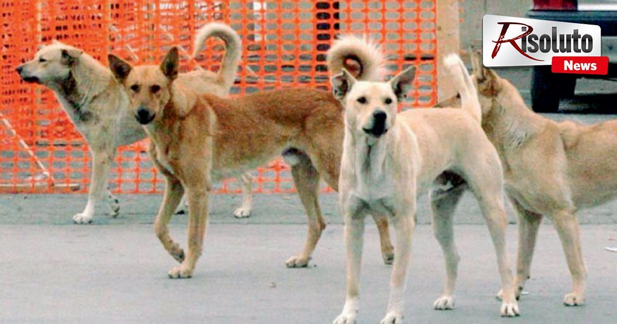 Il Comune di Agrigento abbatte la Tari di 750 euro per chi adotta due o più cani