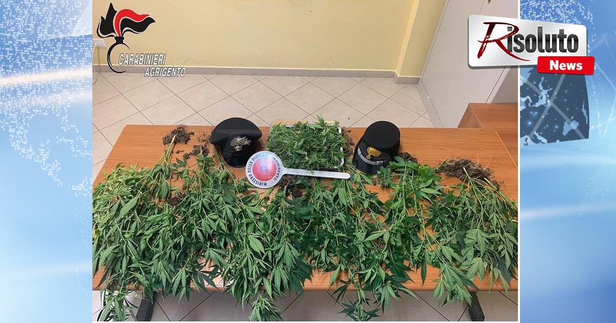Una serra con 11 piante di canapa indiana in casa, arrestati coniugi favaresi