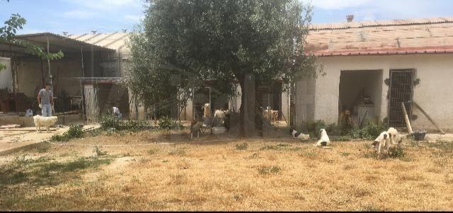 Rubano il motorino dell'acqua in un rifugio per animali a Menfi e lasciano a secco 72 cani e 36 gatti