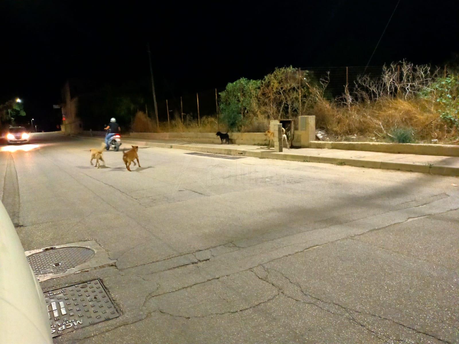 Difficoltà per i motociclisti in via Aldo Moro in contrada Isabella, branco di randagi rincorre i passanti