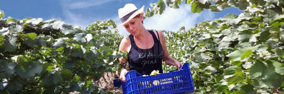 Marilena Barbera di Menfi premiata come miglior vignaiola italiana