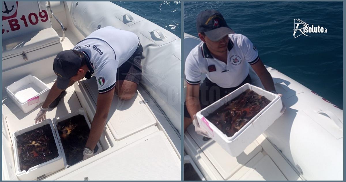 Pesca illegale di 25 chili di oluturie, i cetrioli di mare, e sanzione da 4 mila euro a Sciacca